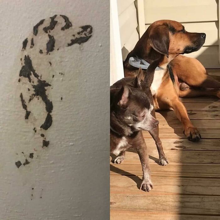 A funny animal photo showing a dog-shaped mud splat on a wall next to two real dogs relaxing on a porch.