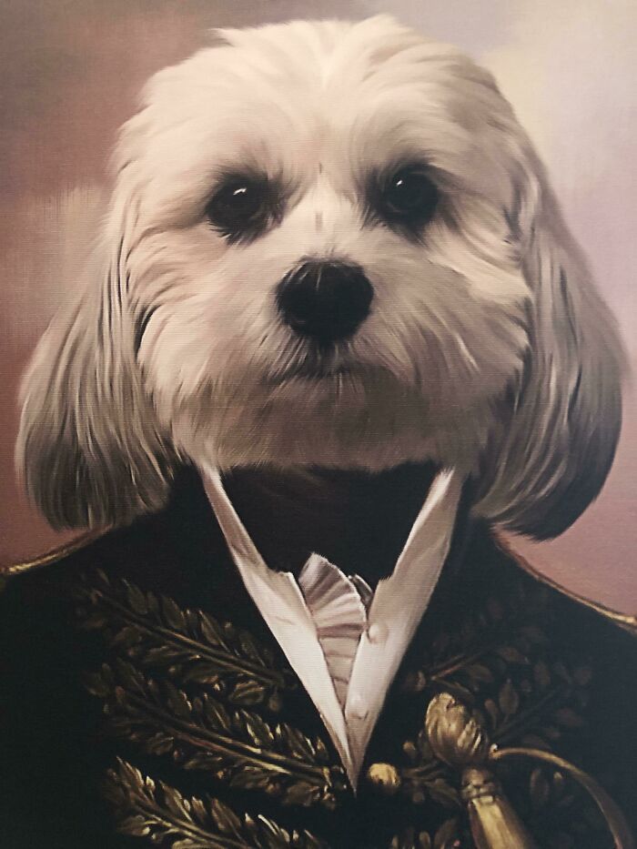Funny animal photos: A portrait painting of a white dog in a regal, military-style uniform.