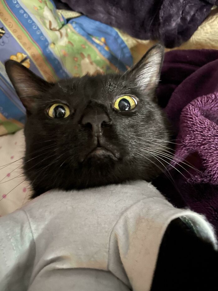 A black cat with wide eyes wears a small shirt, featured in a collection of ridiculous animal photos.