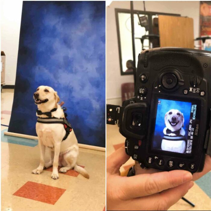 Funny animal photos: A service dog getting its photo taken on a blue background and the result on a camera screen.