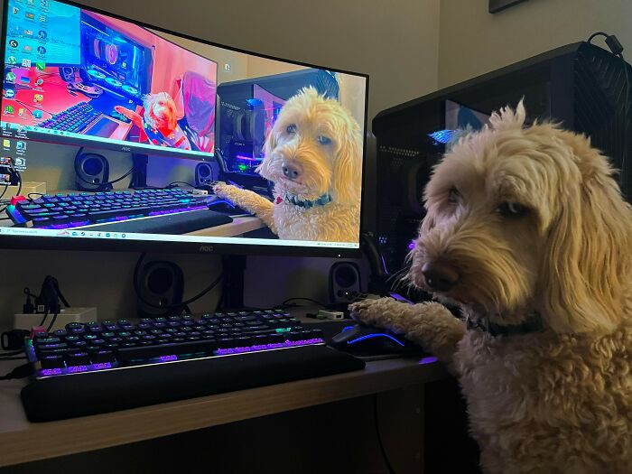 A shaggy golden-haired dog sitting at a desk, paw on a computer mouse, matching its image on screen, a funny animal photo.