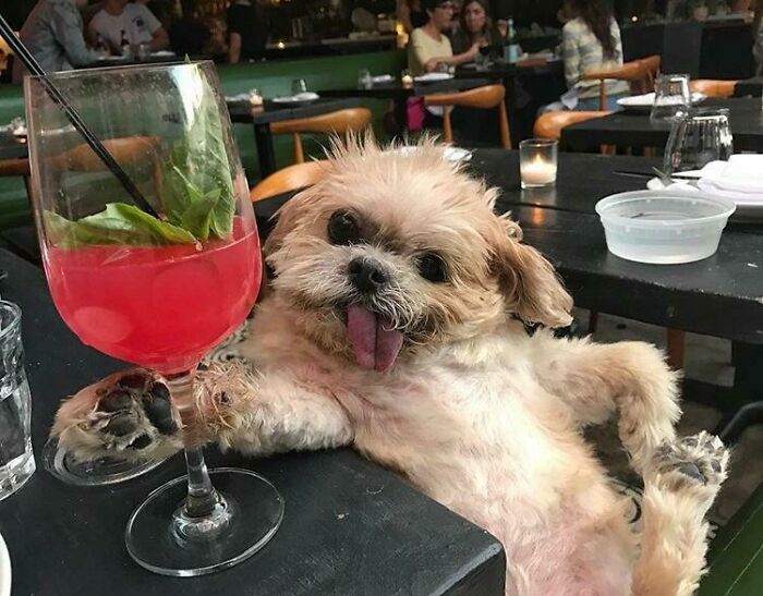 A small, fluffy dog with its tongue out, leaning against a table with a red cocktail, a funny animal photo.