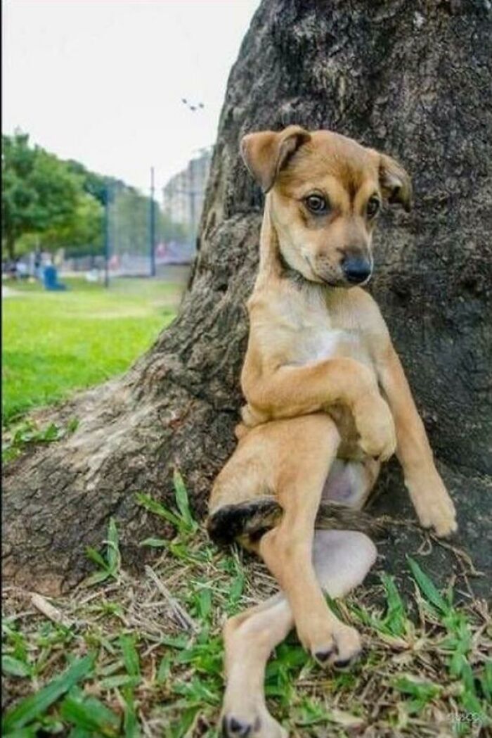A funny animal photo of a small brown dog sitting like a human against a tree trunk.