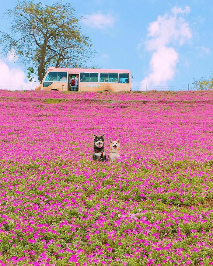 Two funny animal photos, a black and white dog and a cream-colored dog, sit in a field of pink flowers.