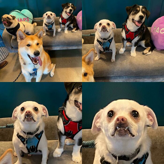 A collage of funny animal photos showing various dogs posing, some with humorous expressions, indoors.