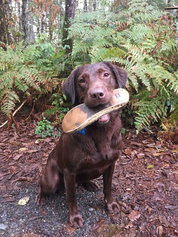 A funny animal photo of a brown dog sitting in a forest, holding a shoe in its mouth.
