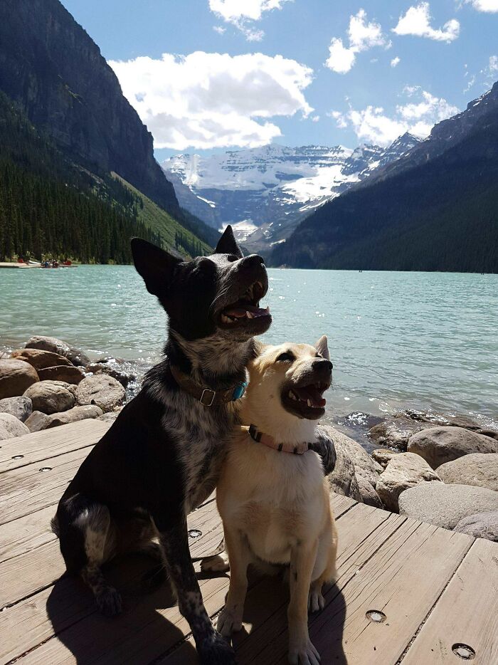 A funny animal photo of two dogs posing on a wooden dock by a lake with mountains in the background.