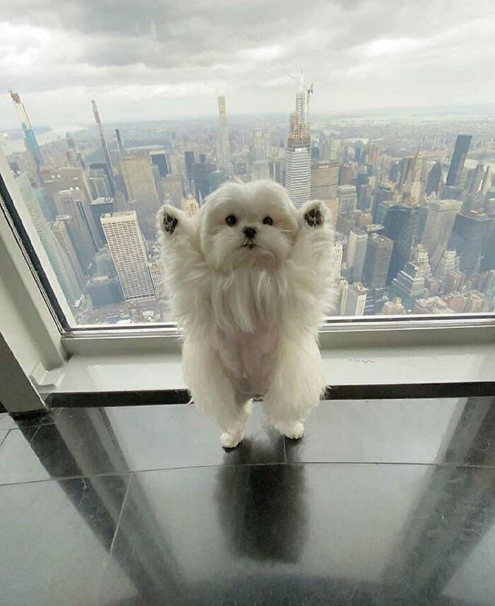 A small white dog stands on its hind legs looking out at a city skyline, one of the funniest animal photos.