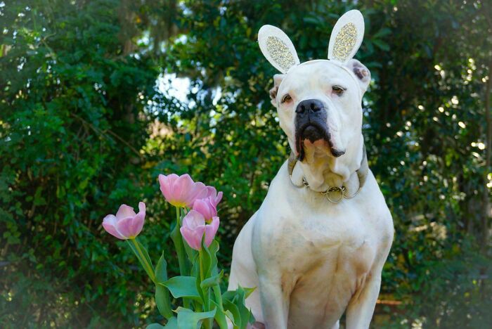 A white dog wearing bunny ears sitting next to pink tulips. This is one of the funny animal photos.