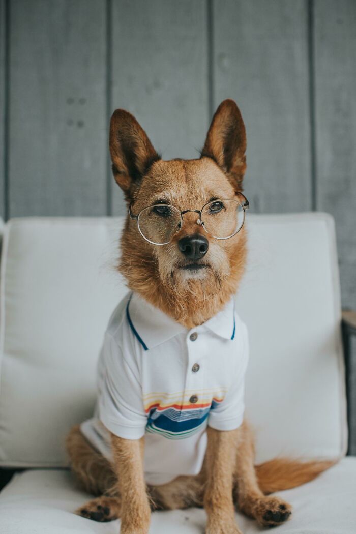 A funny animal photo of a dog wearing glasses and a striped polo shirt.