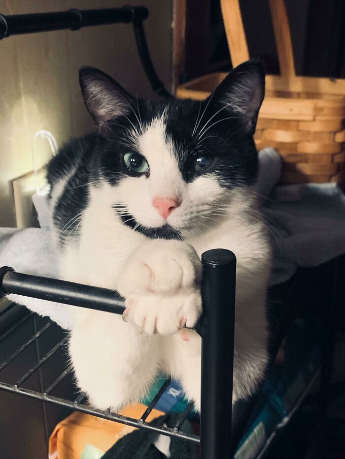 A funny animal photo of a black and white cat with green eyes, resting on a shelf.