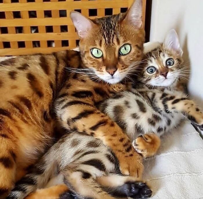 A pair of bengal cats, an adult and a kitten, looking at the camera. These are funny animal photos.