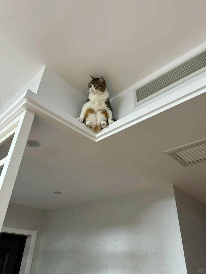 A funny animal photo of a striped cat sitting precariously on a high ledge, looking ridiculous.