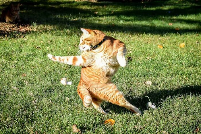 A funny animal photo of an orange tabby cat caught mid-air, striking a ridiculous pose in a grassy field.