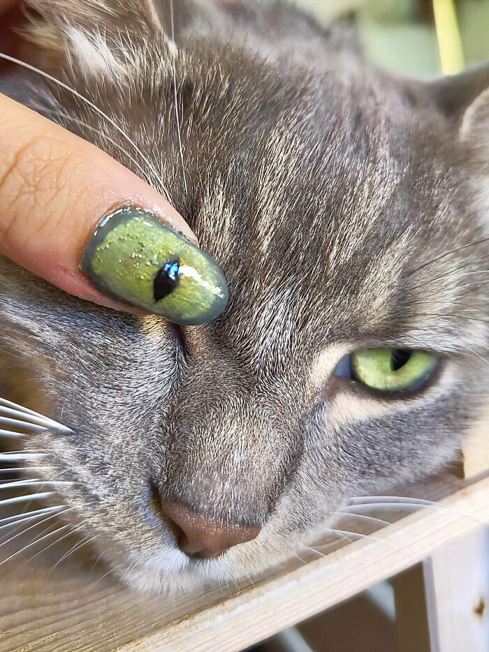 A funny animal photo close-up of a gray cat with a painted fingernail with an eye design held near its green eye.