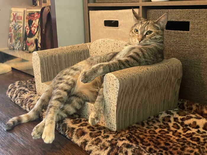 A funny animal photo of a tabby cat lounging like a person on a miniature cardboard armchair, looking relaxed and ridiculous.