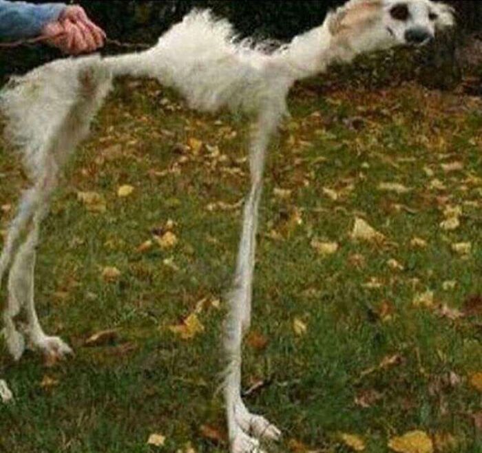 A funny animal photo of a dog with a long neck and body, appearing stretched and distorted, standing on grass.