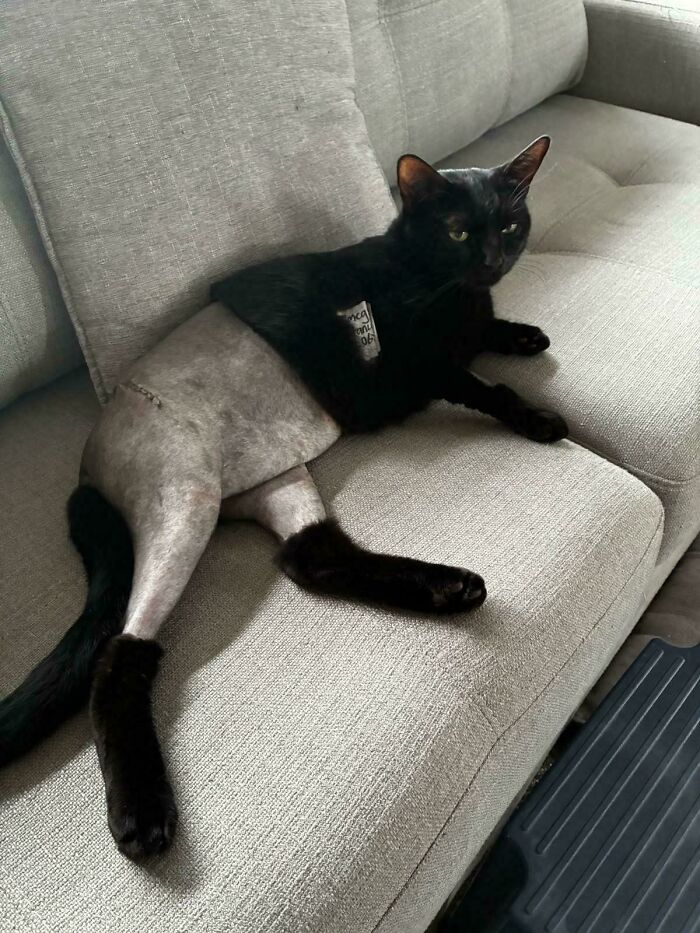 A black cat with its lower half shaved, resting on a gray couch, one of many funny animal photos.