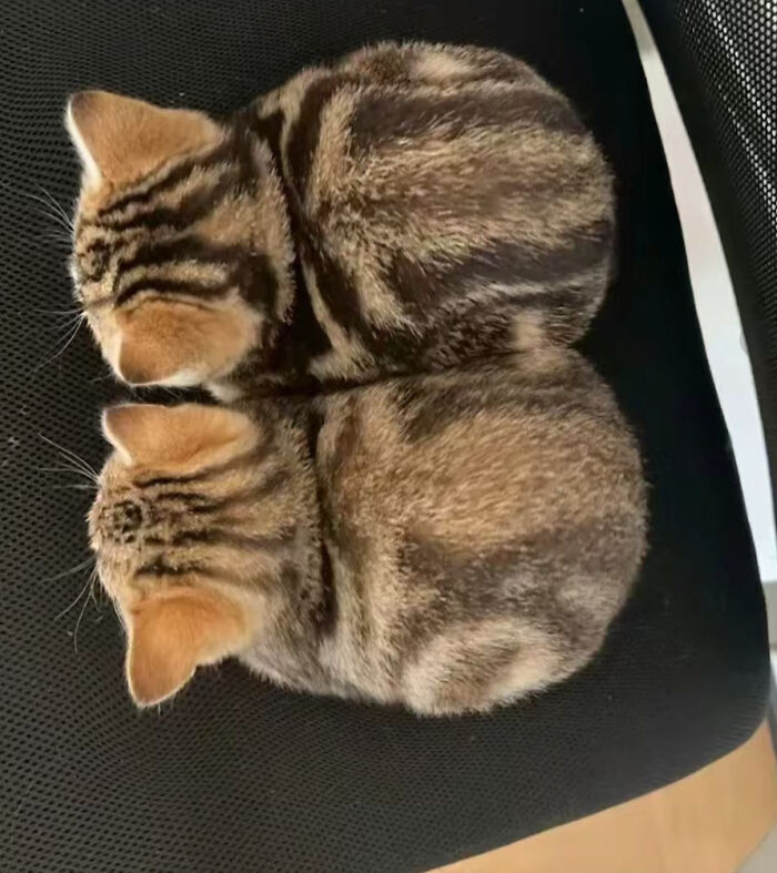 Two small, striped kittens curled up on a black office chair, resembling loaves of bread, among many funny animal photos.