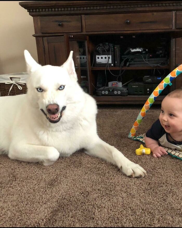 A white husky with blue eyes showing its teeth next to a crawling baby, one of the most ridiculous animal photos.