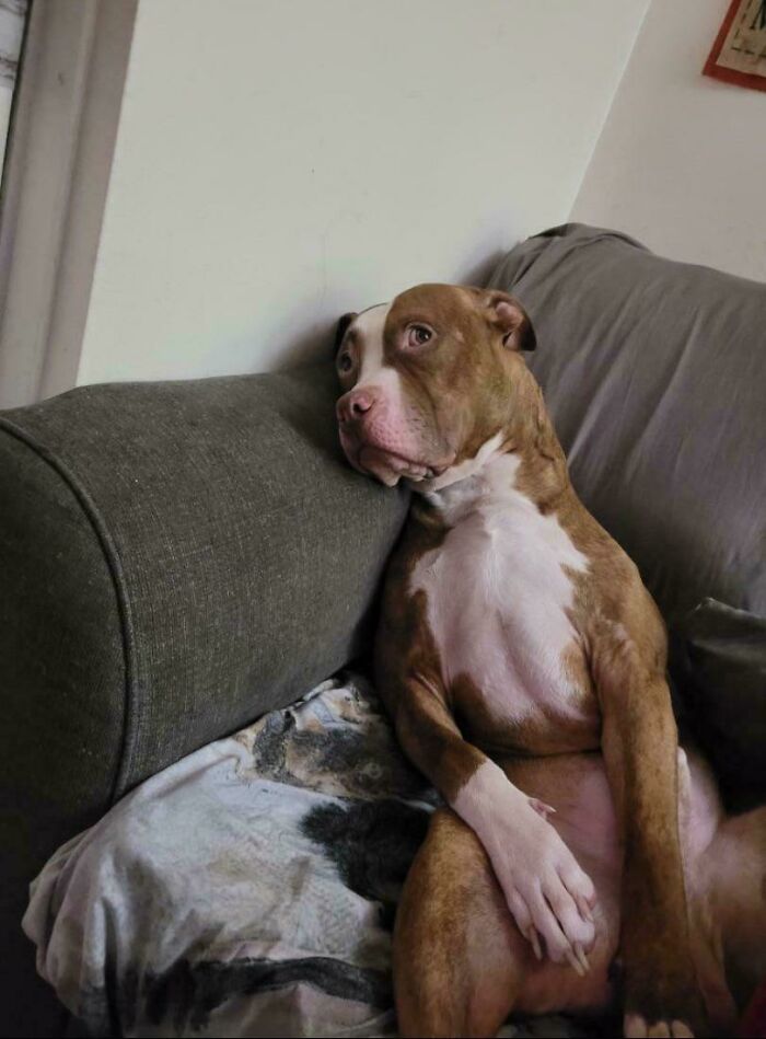 A brown and white dog sitting upright on a couch with a contemplative expression, a funny animal photo.