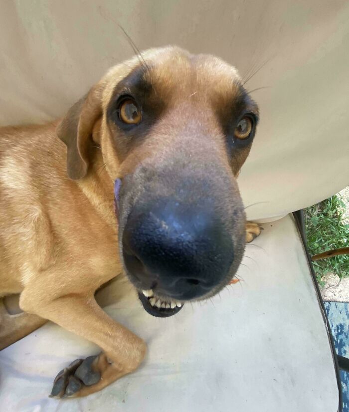 A close-up of a dog's face, looking up with a wide nose, one of many funny animal photos.