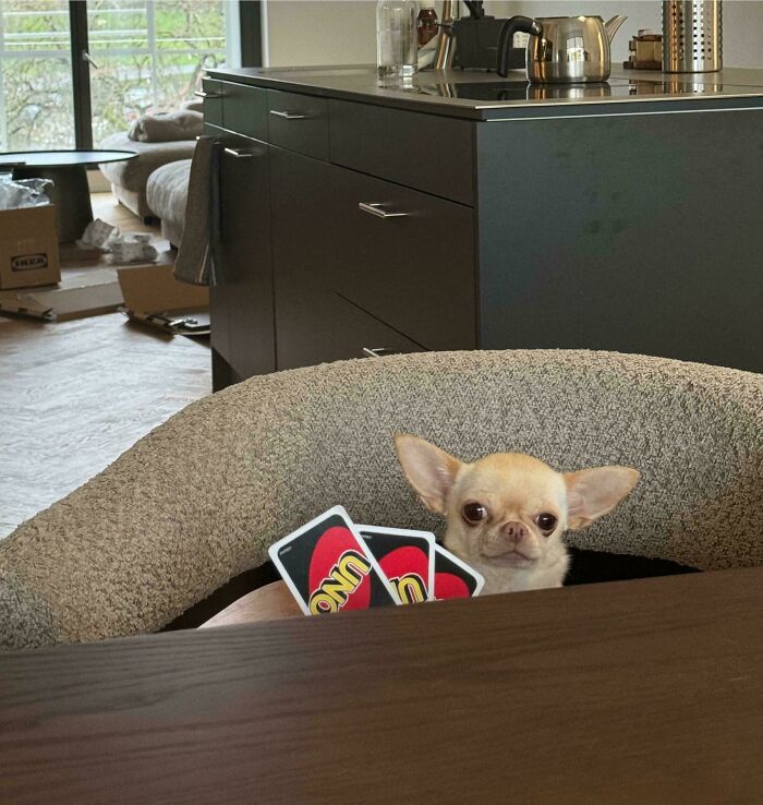 A tiny chihuahua peeking over a chair, holding UNO cards in its paws, one of the funniest animal photos.