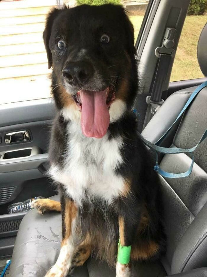 A black, white, and brown dog with wide eyes and a long tongue, looking surprised in a car, a ridiculous animal photo.