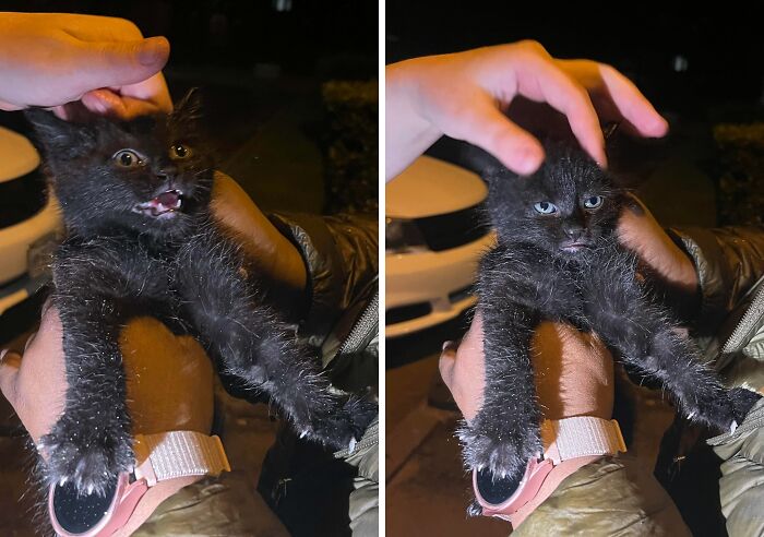 A black kitten held by hands, showing a funny expression on its face, from a collection of animal photos.