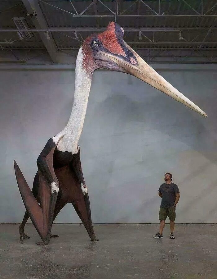 A man stands beside an extremely large, scary, and eerie pterosaur model inside a building.