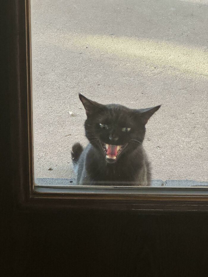 Black cat meowing outside through glass door