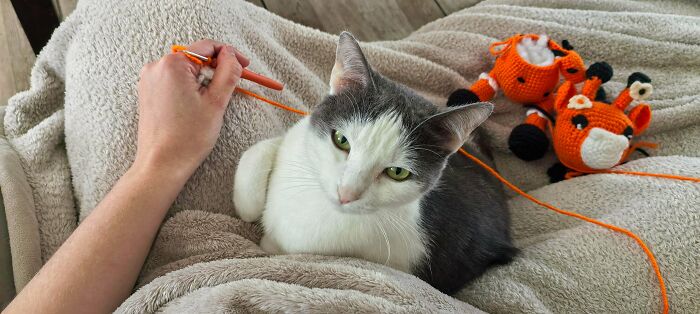 Cat sitting beside a person crocheting with orange yarn and crochet toy