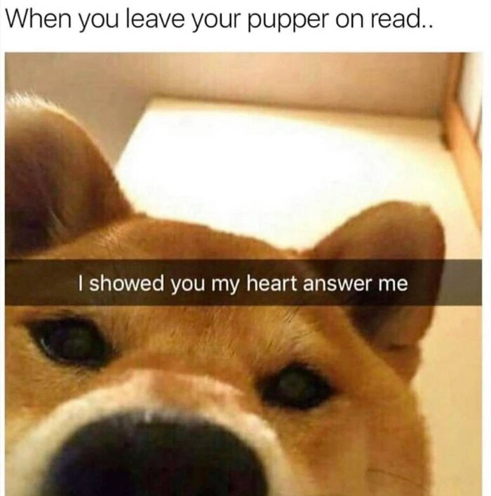 A close-up dog meme from a low angle, showing a shiba inu looking up with a Snapchat caption.