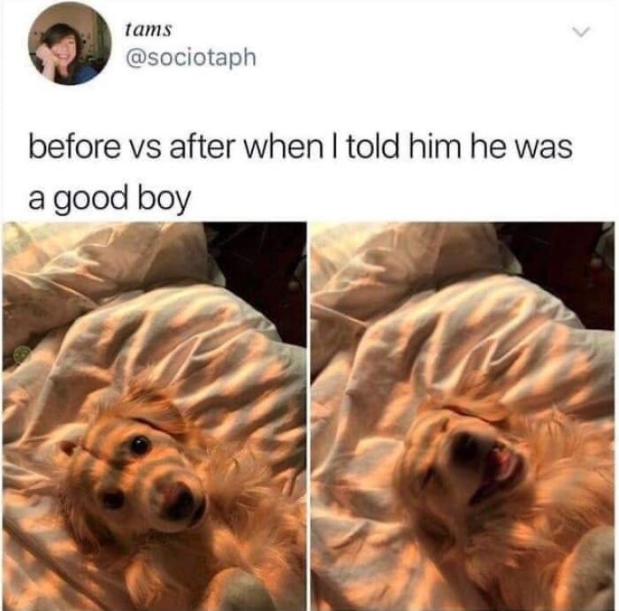 A funny dog meme showing a Golden Retriever before and after being called a good boy, relaxing in bed.