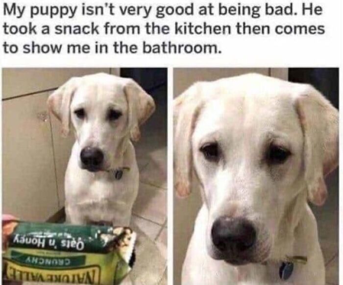 Funny dog meme: A sad-looking puppy with a snack bar, showing guilt after taking food from the kitchen.