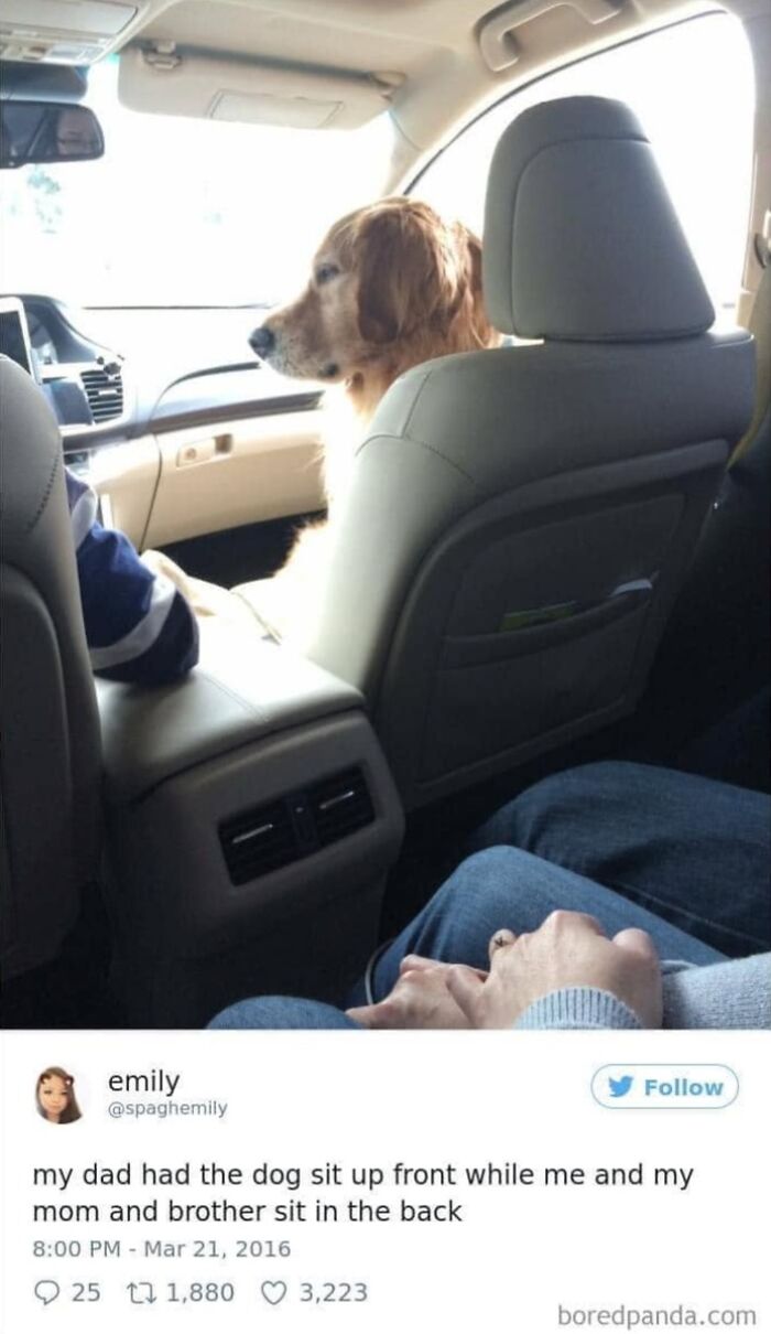 Funny dog meme: Golden retriever dog riding in the front seat of a car, looking out the window.