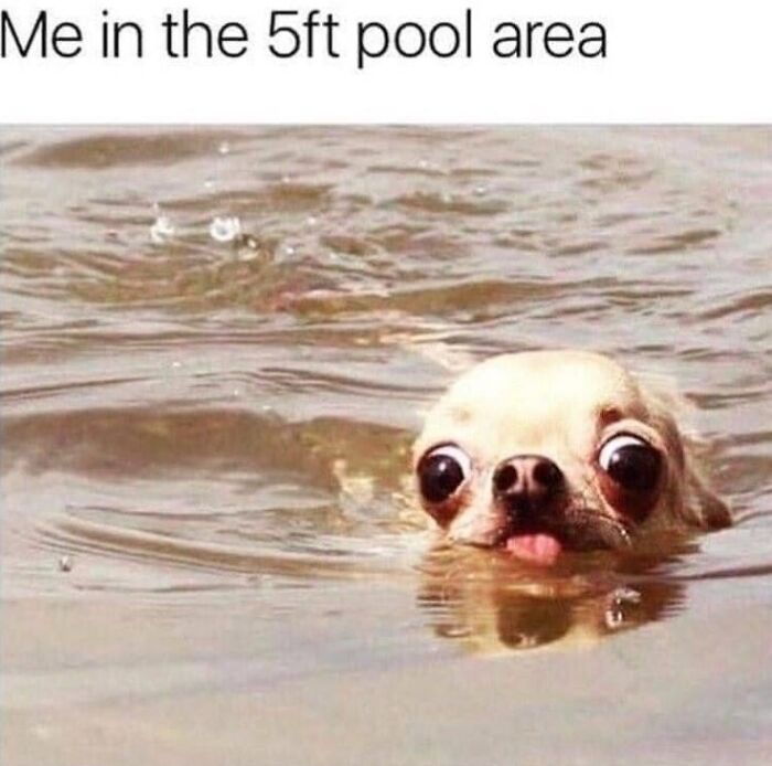 Funny dog memes: A small chihuahua with wide eyes and tongue out, barely above the water in a pool.