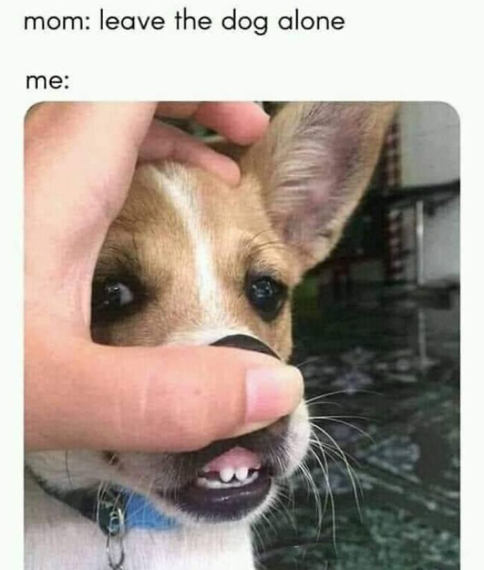Funny dog meme: a person playfully holds a dog's snout, revealing its small teeth, relatable for pet owners.