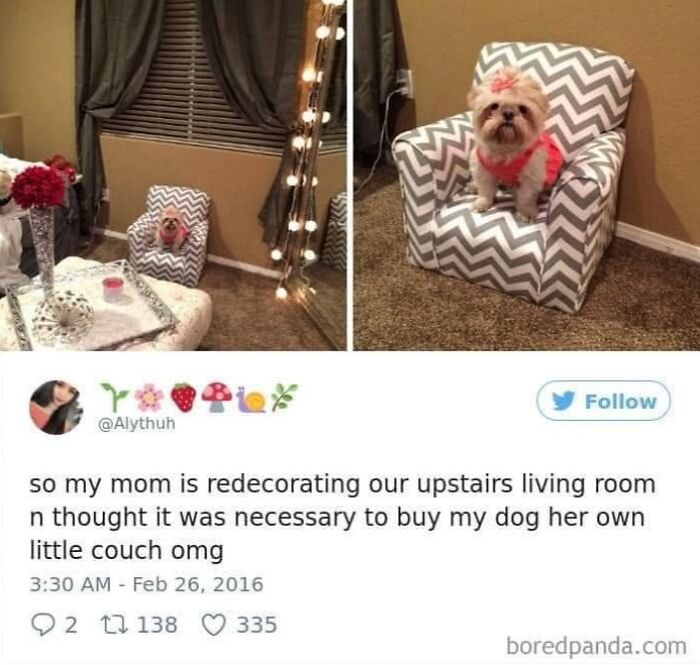 A funny dog meme featuring a small dog on its own couch, a relatable sight for pet owners.