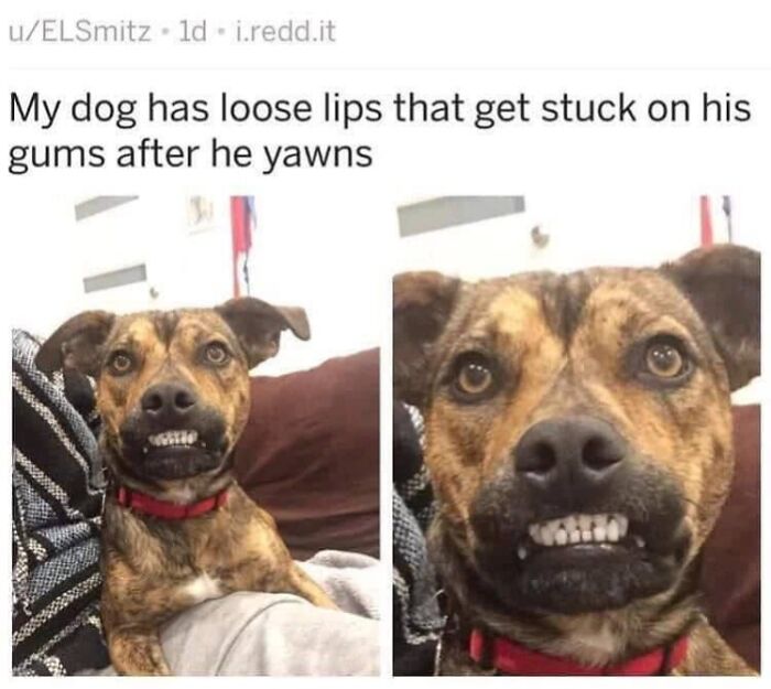 A funny dog meme featuring a dog with its lips stuck on its gums after yawning.