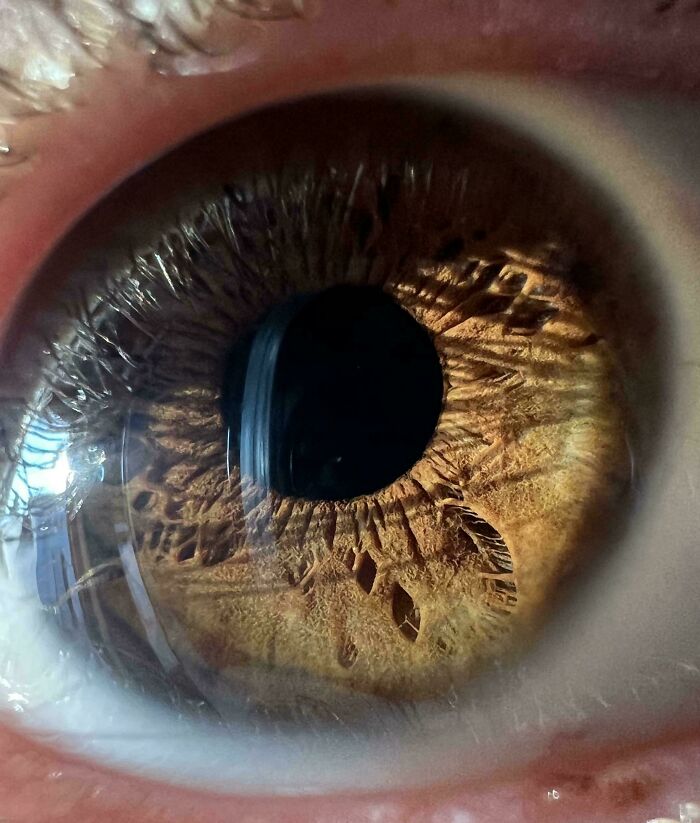 A close-up of a human eye with intricate brown and golden iris patterns, showcasing the strange and amazing human body.