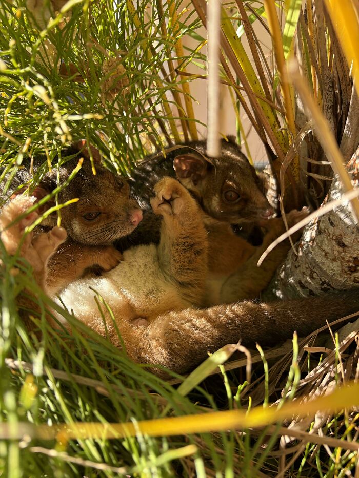 Two small, furry possums nestled together in green foliage, looking cozy. Interesting posts an Aussie can fully understand.