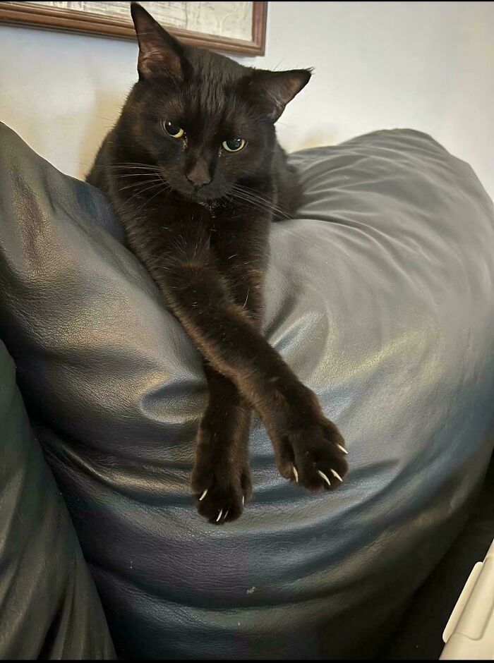 A black cat resting on a leather sofa displaying its sharp cat claws.