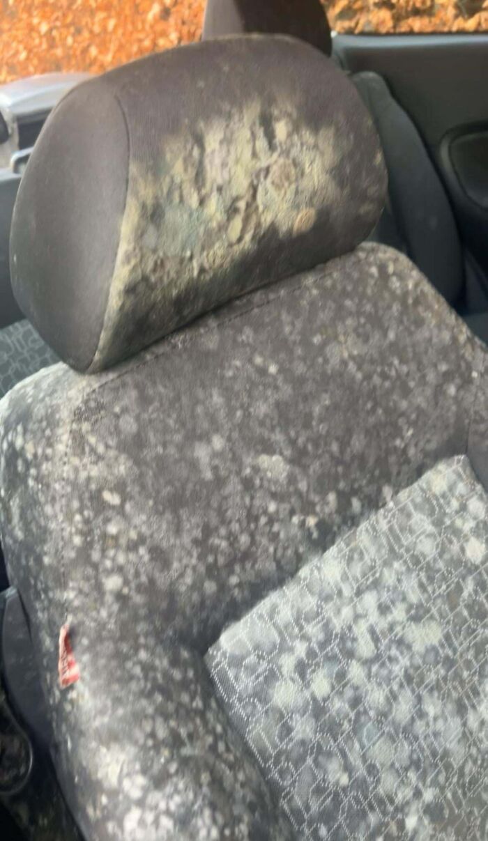 A car interior with seats covered in extensive mold, a strange sight for car mechanics to deal with.