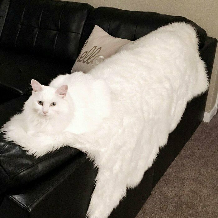A fluffy white cat lying on a white fur blanket on a black leather couch, an example of satisfying paint matches.