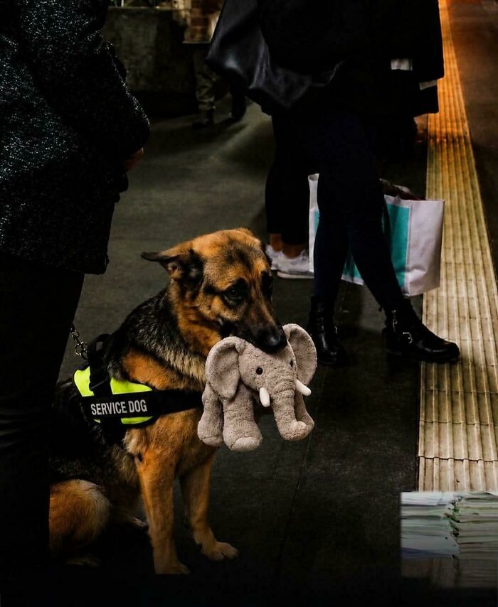 A service dog wearing a vest holding a plush elephant in its mouth, offering aww-worthy photos that lift spirits.