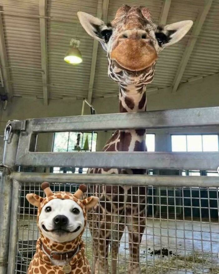A happy dog dressed as a giraffe next to a real giraffe, creating aww-worthy photos to lift spirits.