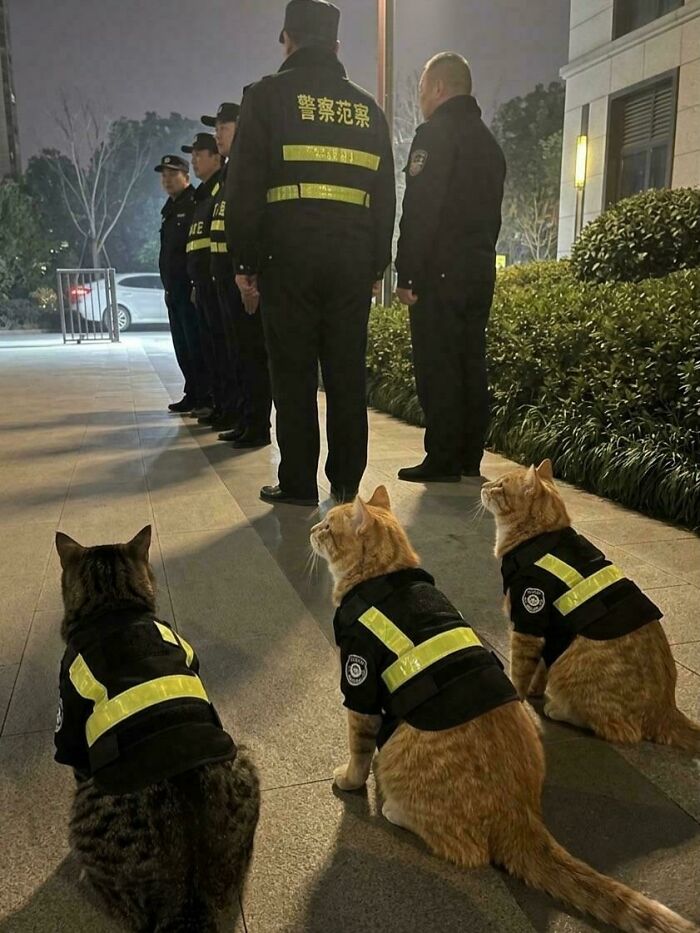 Three cats in security vests sitting in front of people in security uniforms. Aww-worthy photos can lift your spirits.