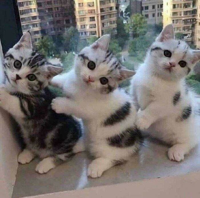 Aww-worthy photo of three adorable kittens, two striped and one spotted, sitting on a windowsill.