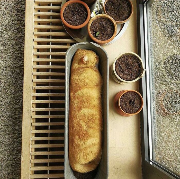 Aww-worthy photo of an orange cat sleeping stretched out in a planter next to potted plants.